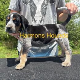 Honey - Blue ticked and tan female Bluetick Coonhound puppy in Mount Pleasant, Texas from Harmons Hounds