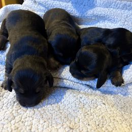 Dachshund puppies from 6K Kennels