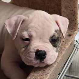 Taffy - White and brindle female American Bulldog puppy in Three Rivers, Michigan from Jemms Kennels