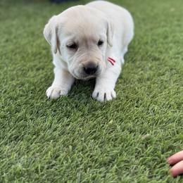 Red collar - Yellow male Labrador Retriever puppy in Buckeye, Arizona from Wranglin Farms