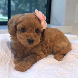 Mocha - Red female Maltipoo puppy in Spring, Texas from GlamPaw Maltipoos