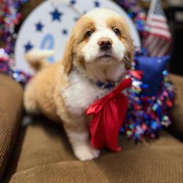 Boone - Red and white male Saint Berdoodle puppy in Lookout, California from Remington Kennels, LLC