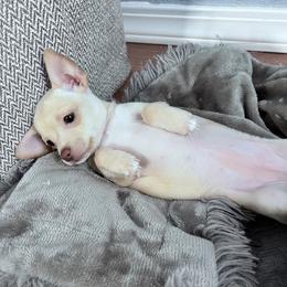 Penny - Cream and white female Chihuahua puppy in Richland, Washington from Northwest Paws