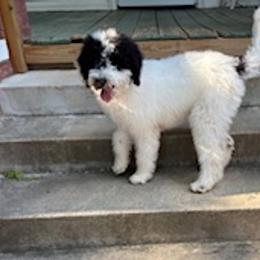Cockapoos, Double Doodles, Goldendoodles, Poodles, Sheepadoodles, and Shihpoos from Peace, Love, and Puppies at the Creek