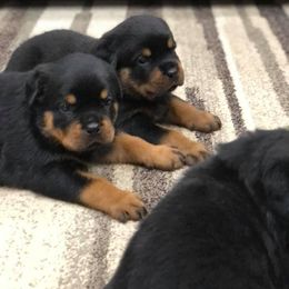 Rottweiler Puppies from Bronx Von Bridges Rottweilers