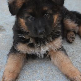 German Shepherd Puppies from Southern Creek (Vom Südlicher Bach) German Shepherds
