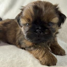 Truffle - Red male Shih Tzu puppy in Winston Salem, North Carolina from Little Miracles Shih Tzu