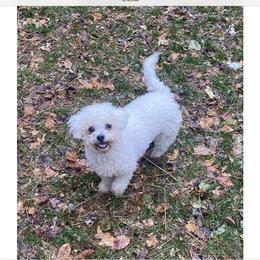 Lacey - Bichon Frise