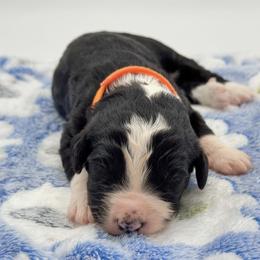 Oreo - Black and white female Bernedoodle puppy in Claremont, North Carolina from Magnolia Grove Farms