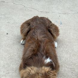 Australian Shepherd puppies from REKN’ Kennel Aussies