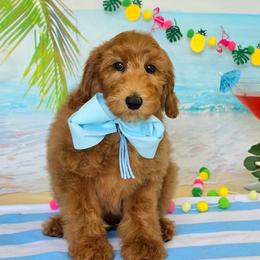 Gracie's Light Bue Boy - Red  male Goldendoodle puppy in Kountze, Texas from Texas Doodles LLC