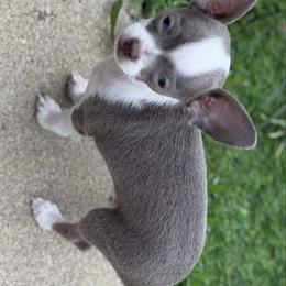 Dice AKC 5200. - Blue and white male Chihuahua puppy in Amity, Pennsylvania from Rhoda and Verna