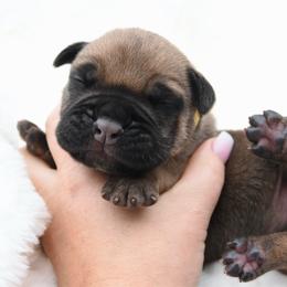 Jewel - Fawn female Bullmastiff puppy in Chickasha, Oklahoma from Rustic Lace