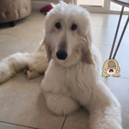 Lestat - Cream male Afghan Hound puppy in Atlanta, Georgia from Noelle's Puppies