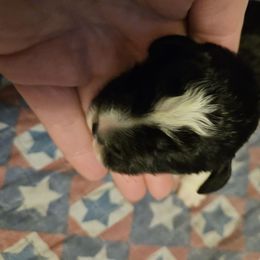 Valor - Black and white male Sheepadoodle puppy in Falls Creek, Pennsylvania from By Well Kennels
