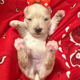 Girl 1 - Cream female Maltipoo puppy in Cottondale, Florida from Pat’s precious puppies
