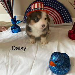Daisy - Blue female Pembroke Welsh Corgi puppy in Montgomery County, Tennessee from Anita’s little Corgi Haven