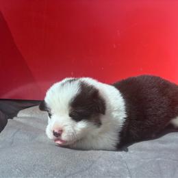 Orange Male - White and black male Pembroke Welsh Corgi puppy in Vincennes, Indiana from Box Alarm Farm