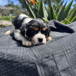 Cavalier King Charles Spaniel Puppies from Caveliers by Grace