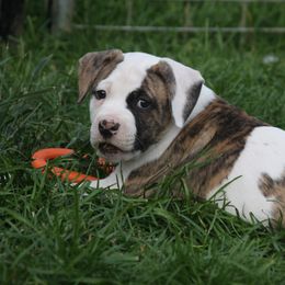 American Bulldog Puppies from Ferocia Kennels
