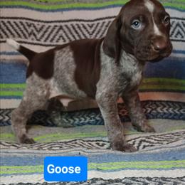 Goose - Liver roan male German Shorthaired Pointer puppy in Elberta, Alabama from Old Orchard Farm
