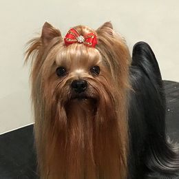 Charlie  - Yorkshire Terrier