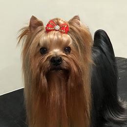 Charlie  - Yorkshire Terrier