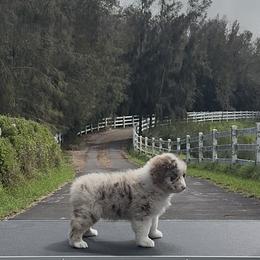 Luna - Red merle female Miniature American Shepherd puppy in Kamuela On The Big Island, Hawaii from Royal Hawaiian Aussies LLC
