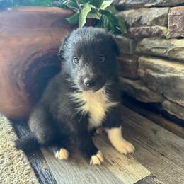 Bi Black Girl - Black and white female Shetland Sheepdog puppy in Shirley, Arkansas from Lucky Pups