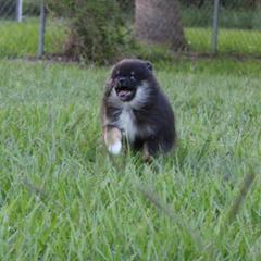 Pomeranian Puppies from PepperJack Poms