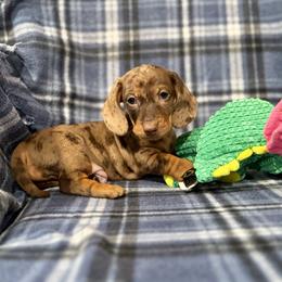 Chaos Coordinator - Dapple male Dachshund puppy in Madison, Wisconsin from Mahzian Miniature Dachshunds