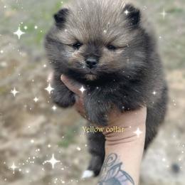 Yellow collar boy - Orange sable male Pomeranian puppy in Pollock Pines, California from Glitzypoms