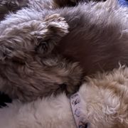Shichons from Checkered flag breeding