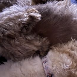 Shichons from Checkered flag breeding