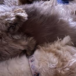 Shichons from Checkered flag breeding