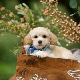 Martini - Cream male Maltipoo puppy in Deming, Washington from Heavenly Puppies to Love