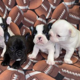 French Bulldog Puppies from Fur Royalty Frenchies