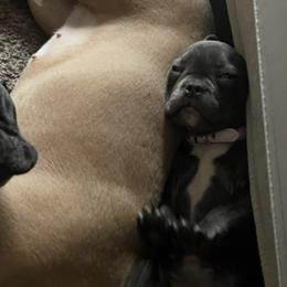 French Bulldogs from GMK Kennel