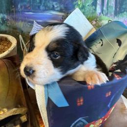 Maggie - Black & white female Australian Shepherd puppy in Baker, Florida from Dubose Kennels