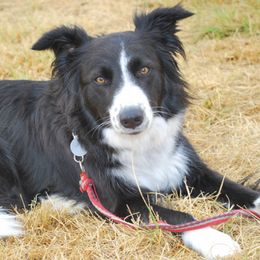 English Shepherds from Annie Lang's English Shepherds