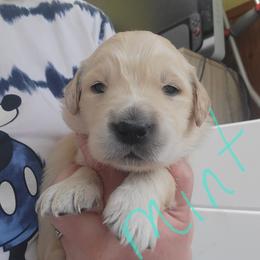 Mint collar - Light golden female Golden Retriever puppy in Brush Prairie, Washington from Paradise Peaks