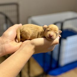 Rowan - Red  male Goldendoodle puppy in Haltom City, Texas from Ohana Doodles