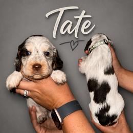 Tate - Liver white and tan male English Springer Spaniel puppy in Williston, Florida from Parks Paradise Springers