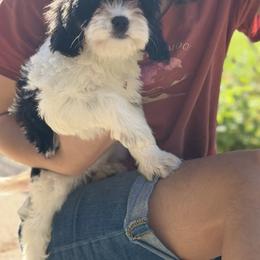 Cavapoo Puppies from Panda Puppies