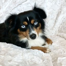 Georgia - Toy Australian Shepherd