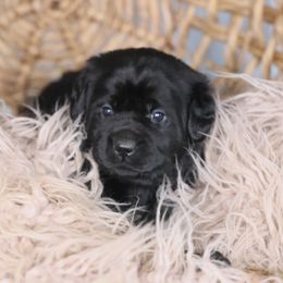 Mr. Tan - Black Labrador Retriever puppy in Morrill, Kansas from Grimm Girls Farm