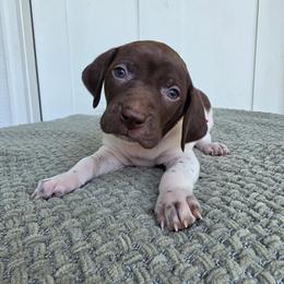 Pink Girl - Liver and white female German Shorthaired Pointer puppy in Nampa, Idaho from Heart Mountain Cavaliers & Floating Feathers Kennel