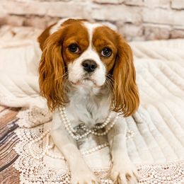 Paisley - Cavalier King Charles Spaniel