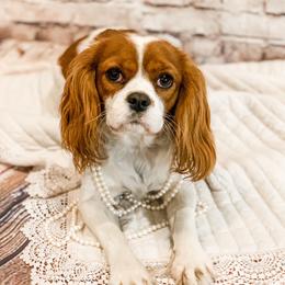 Paisley - Cavalier King Charles Spaniel
