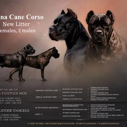 Cane Corso puppies from Arcana Cane Corso